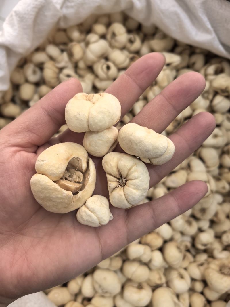 贝母大贝个贝母个新货颜色好看多种规格大货供应