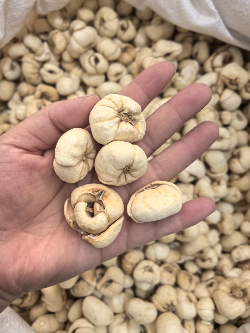 贝母大贝个贝母个新货颜色好看多种规格大货供应