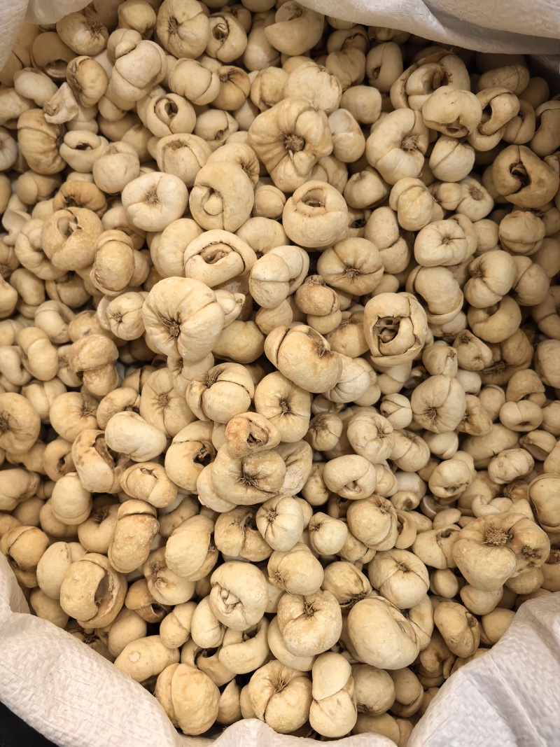 贝母大贝个贝母个新货颜色好看多种规格大货供应
