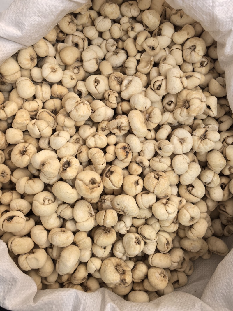 贝母大贝个贝母个新货颜色好看多种规格大货供应