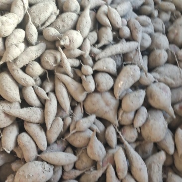 红皮黄心红薯，又甜又脆