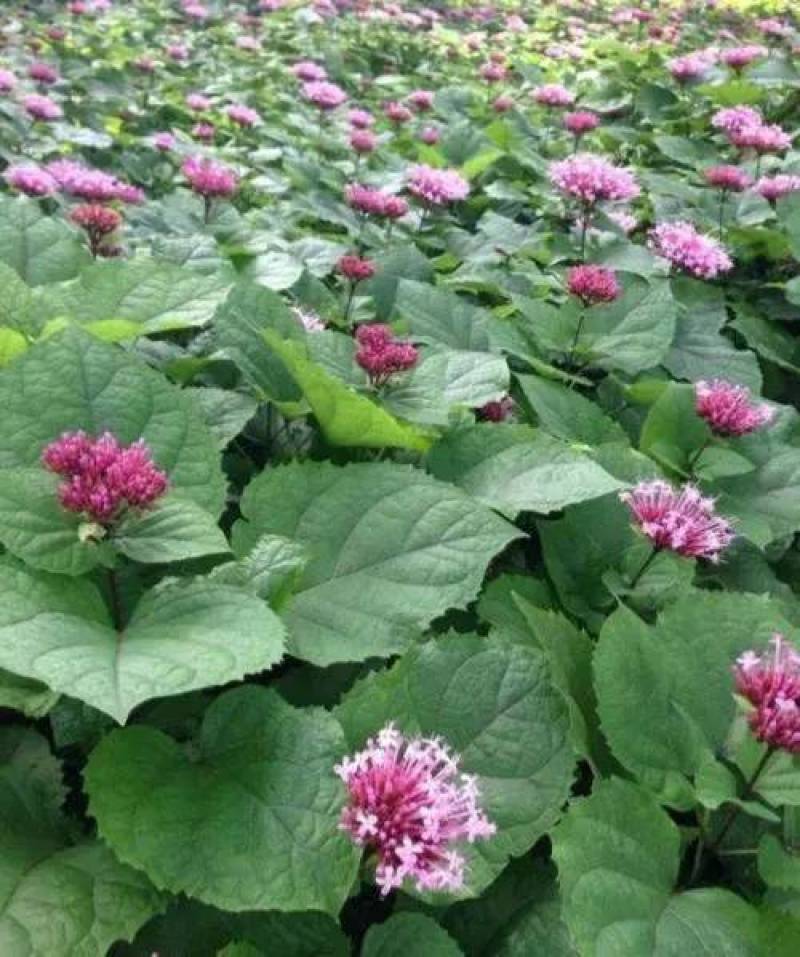 臭牡丹鲜货，纯野生的