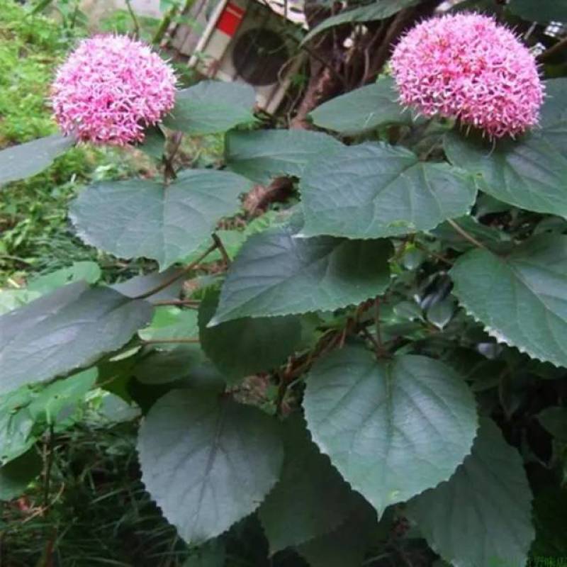 臭牡丹鲜货，纯野生的
