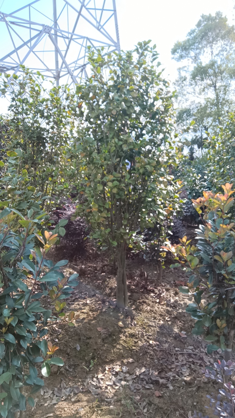 茶花5公分茶花8公分茶花12公分处理了