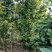 茶花5公分茶花8公分茶花12公分处理了