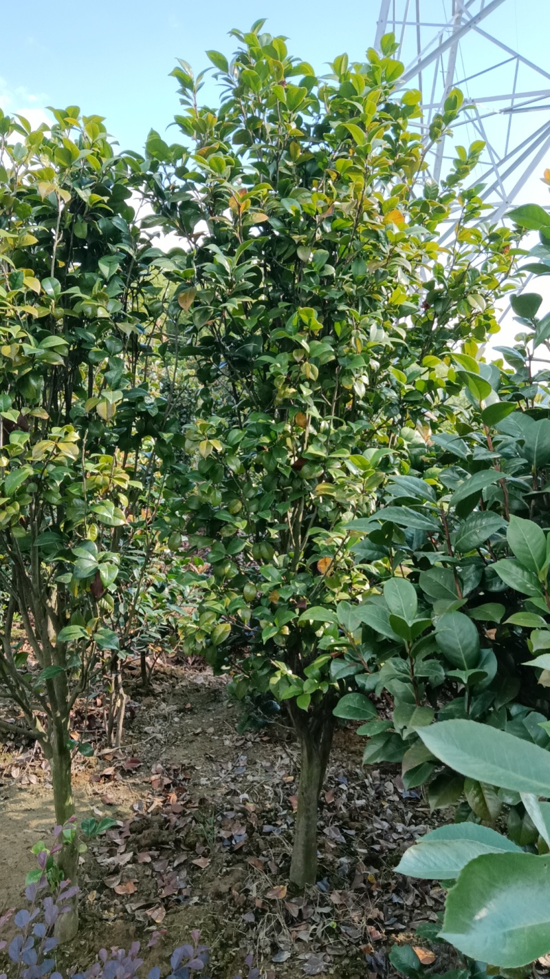 茶花5公分茶花8公分茶花12公分处理了