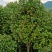 茶花5公分茶花8公分茶花12公分处理了