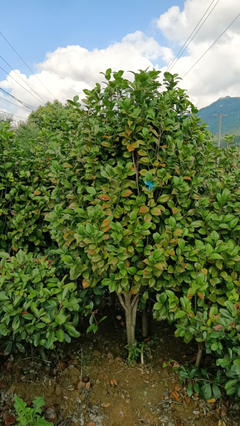 茶花5公分茶花8公分茶花12公分处理了