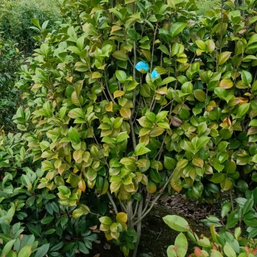 茶花5公分茶花8公分茶花12公分处理了
