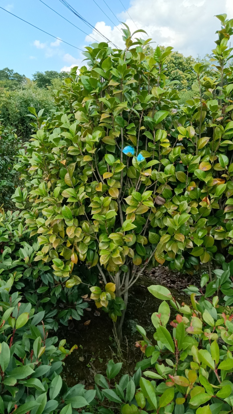茶花5公分茶花8公分茶花12公分处理了