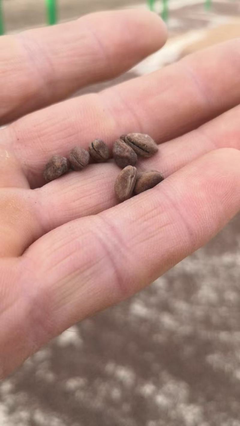 山楂树实生苗山楂树原生苗山楂种子山楂小芽苗