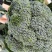 耐寒优秀西兰花西南花青花产地一手货源价格美丽