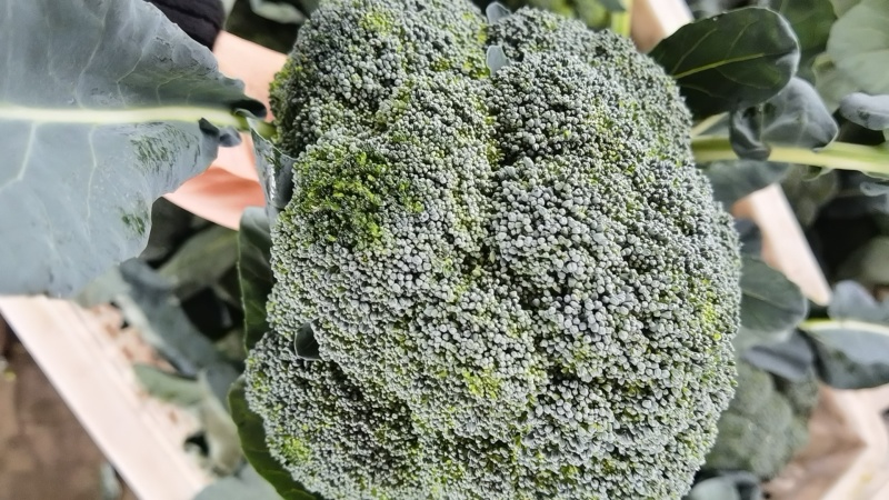 耐寒优秀西兰花西南花青花产地一手货源价格美丽