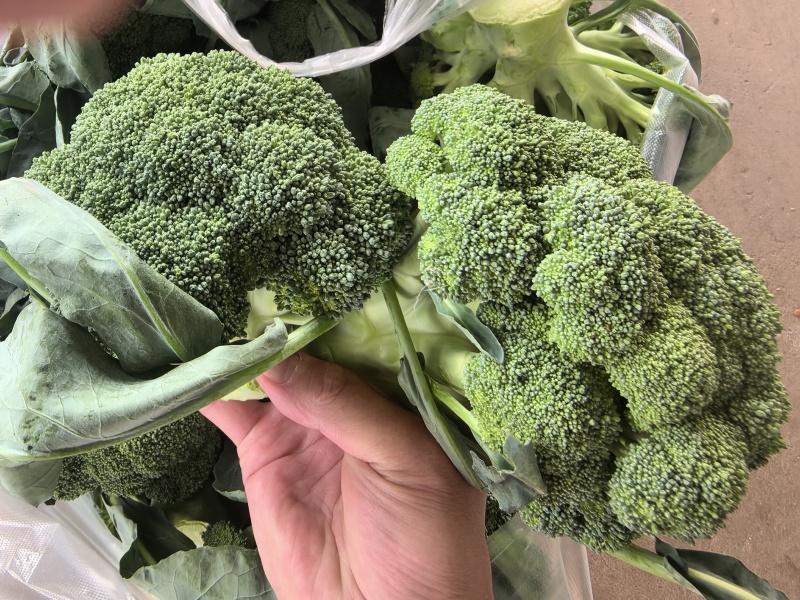 耐寒优秀西兰花西南花青花产地一手货源价格美丽