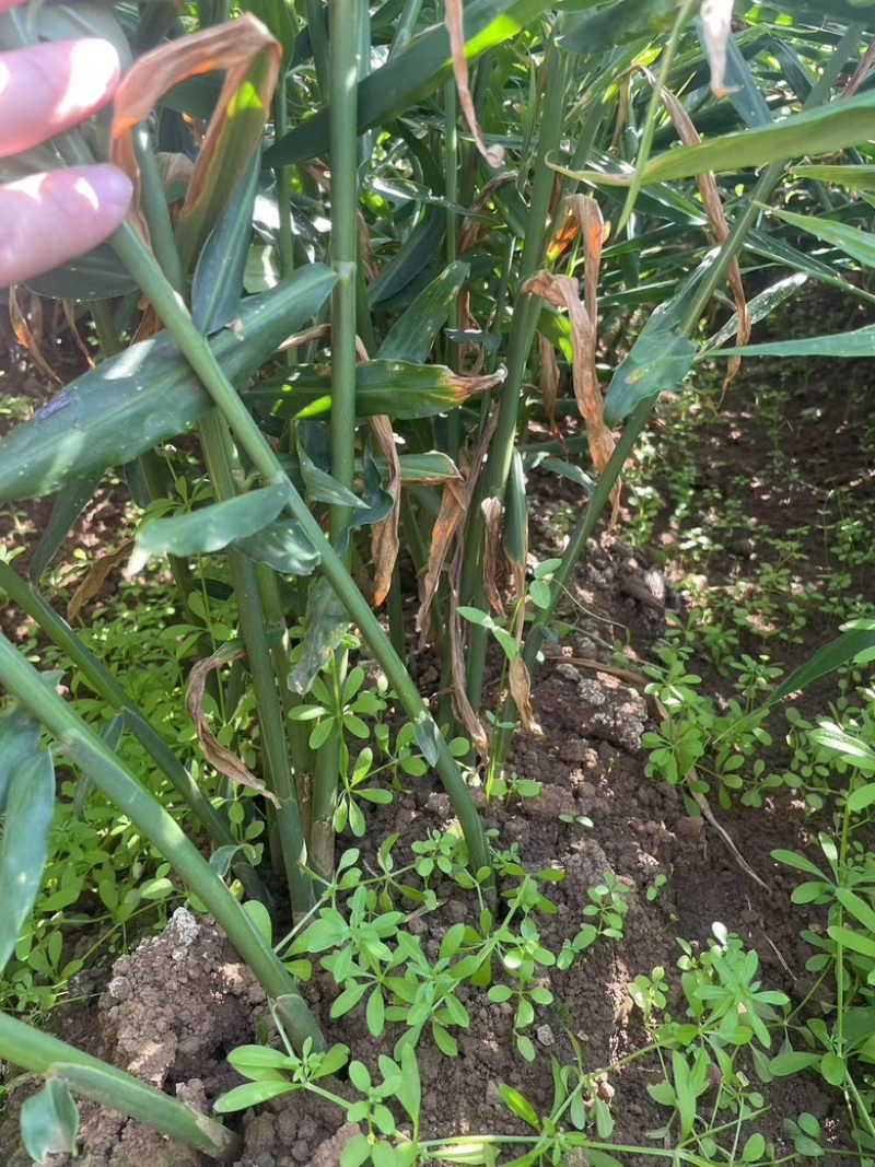 生姜小黄姜大量出货保质保量视频看货
