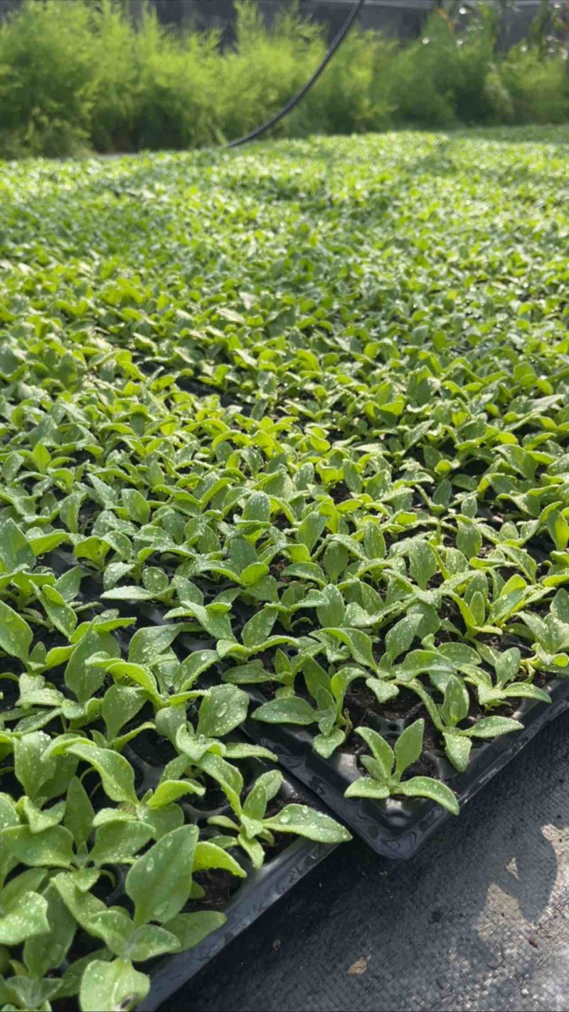 冰菜苗冰草苗发快递厂价直销大冰晶品种