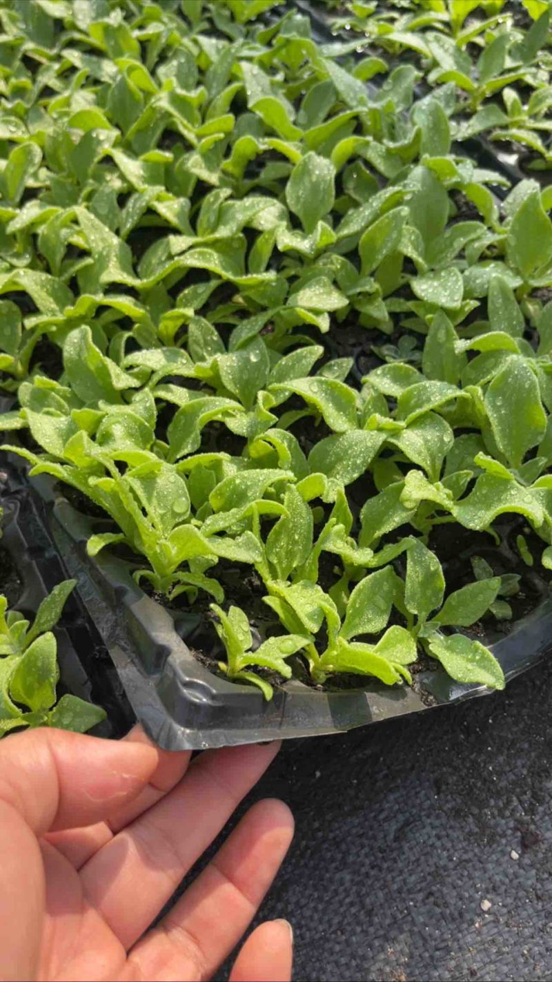 冰菜苗冰草苗发快递厂价直销大冰晶品种