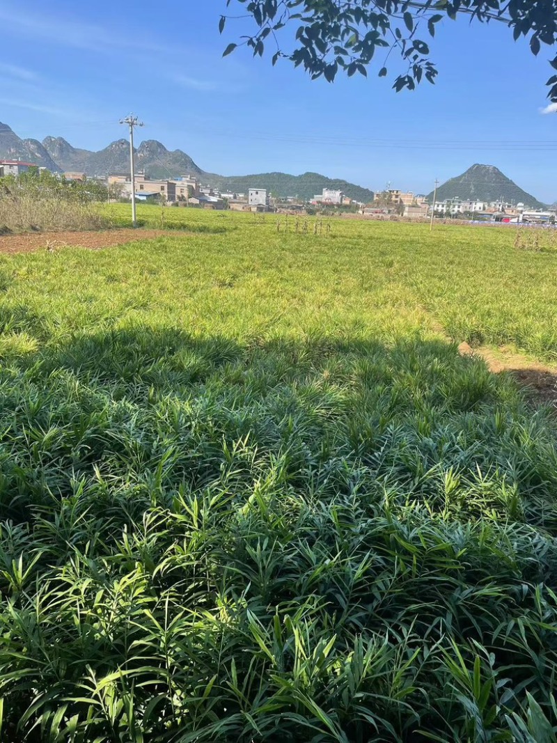 【优质】小黄姜市场货保质保量诚信经营大量出货