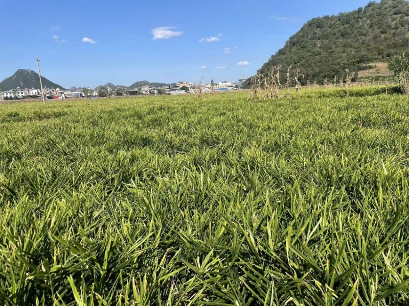 生姜保质保量大量出货视频看货服务周全