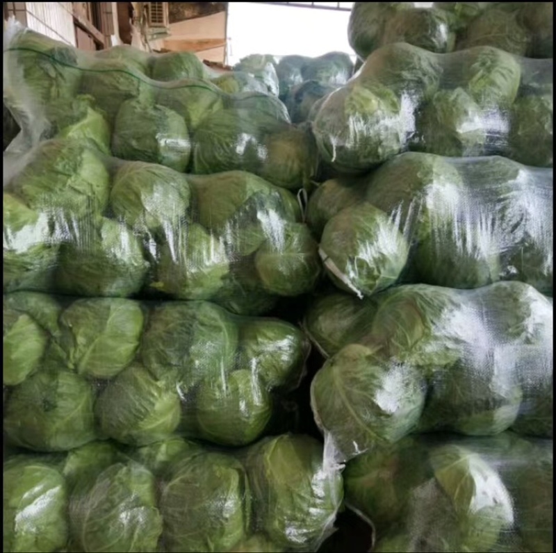 精品包菜，货源充足，产地直发，诚信经营，欢迎客商来电