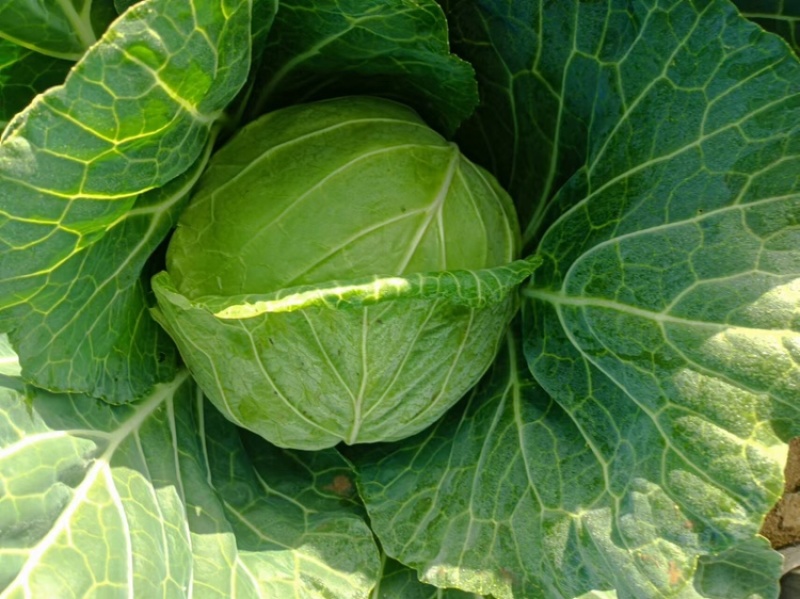 精品包菜，货源充足，产地直发，诚信经营，欢迎客商来电