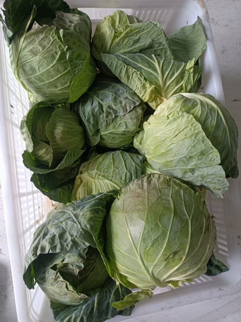 精品包菜，货源充足，产地直发，诚信经营，欢迎客商来电