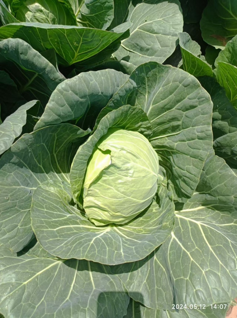 精品包菜，货源充足，产地直发，诚信经营，欢迎客商来电