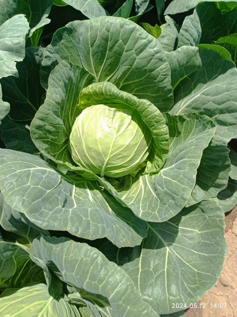 精品包菜，货源充足，产地直发，诚信经营，欢迎客商来电