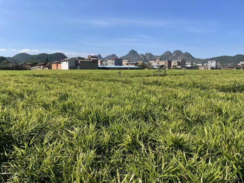 云南小黄姜保质保量大量供应诚信经营多年老店