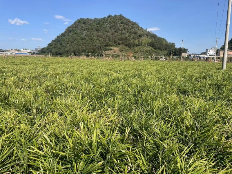 云南小黄姜保质保量大量供应诚信经营多年老店