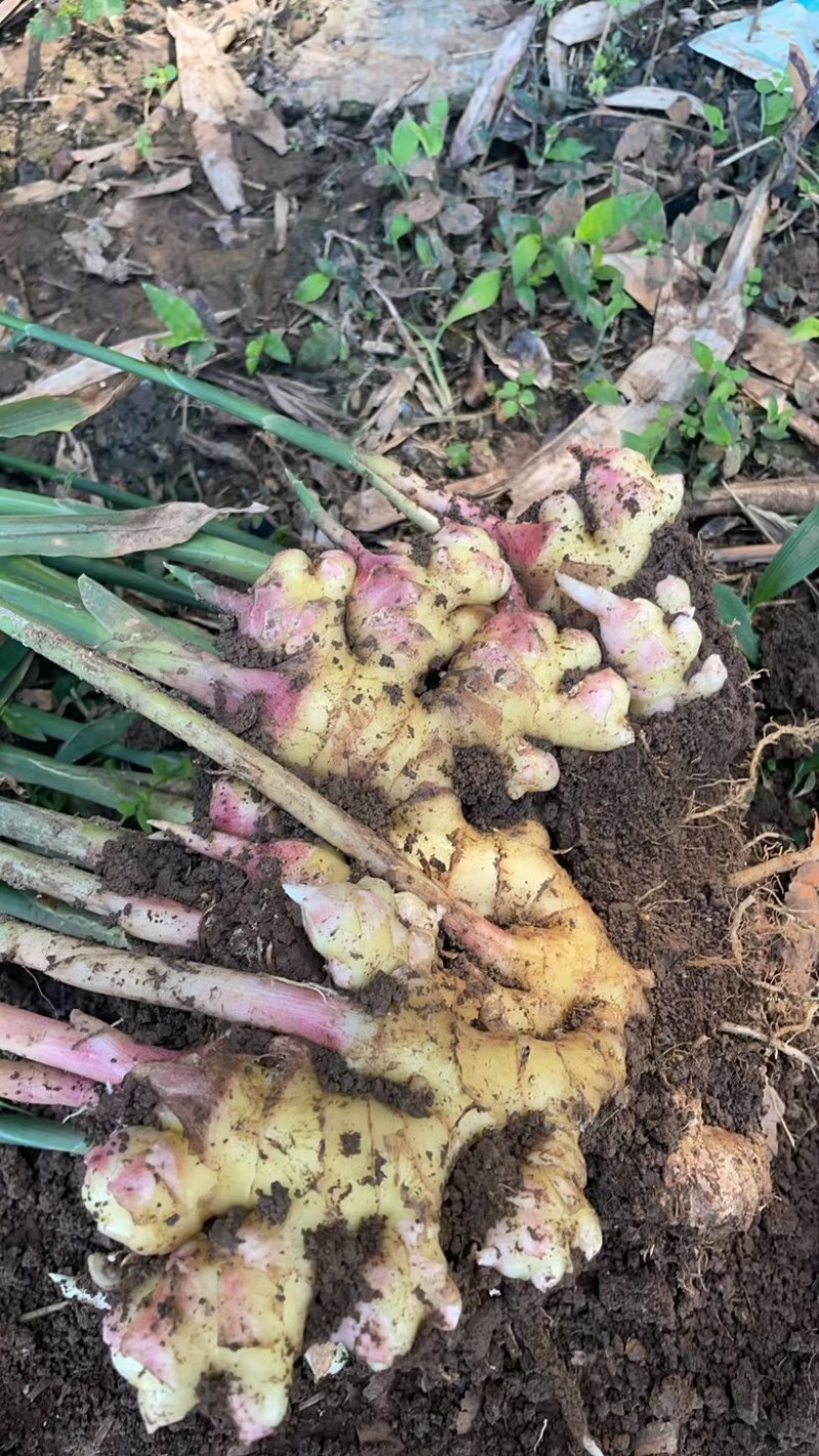 云南小黄姜保质保量大量供应诚信经营多年老店