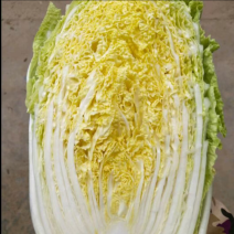 精品白菜产地直发，诚信经营，可视频看货，欢迎客商来电