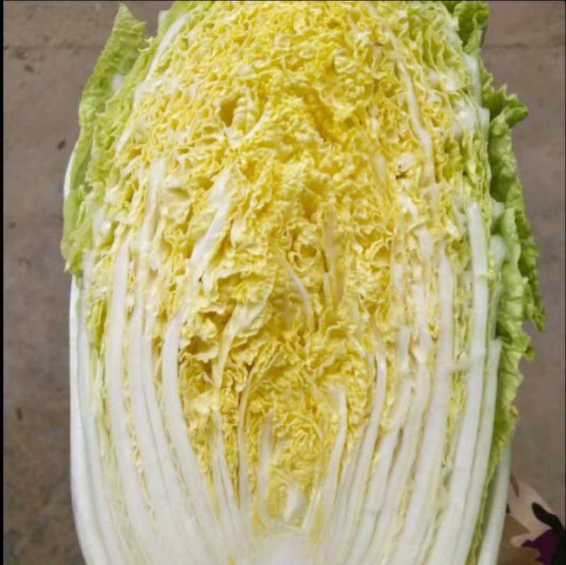精品白菜产地直发，诚信经营，可视频看货，欢迎客商来电