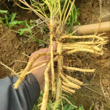 防风药材大规模种植基地大量出售优质药材根