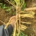 防风药材大规模种植基地大量出售优质药材根