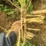 防风药材大规模种植基地大量出售优质药材根