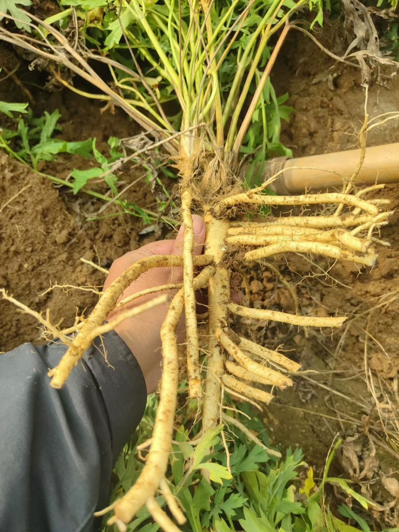 防风药材大规模种植基地大量出售优质药材根