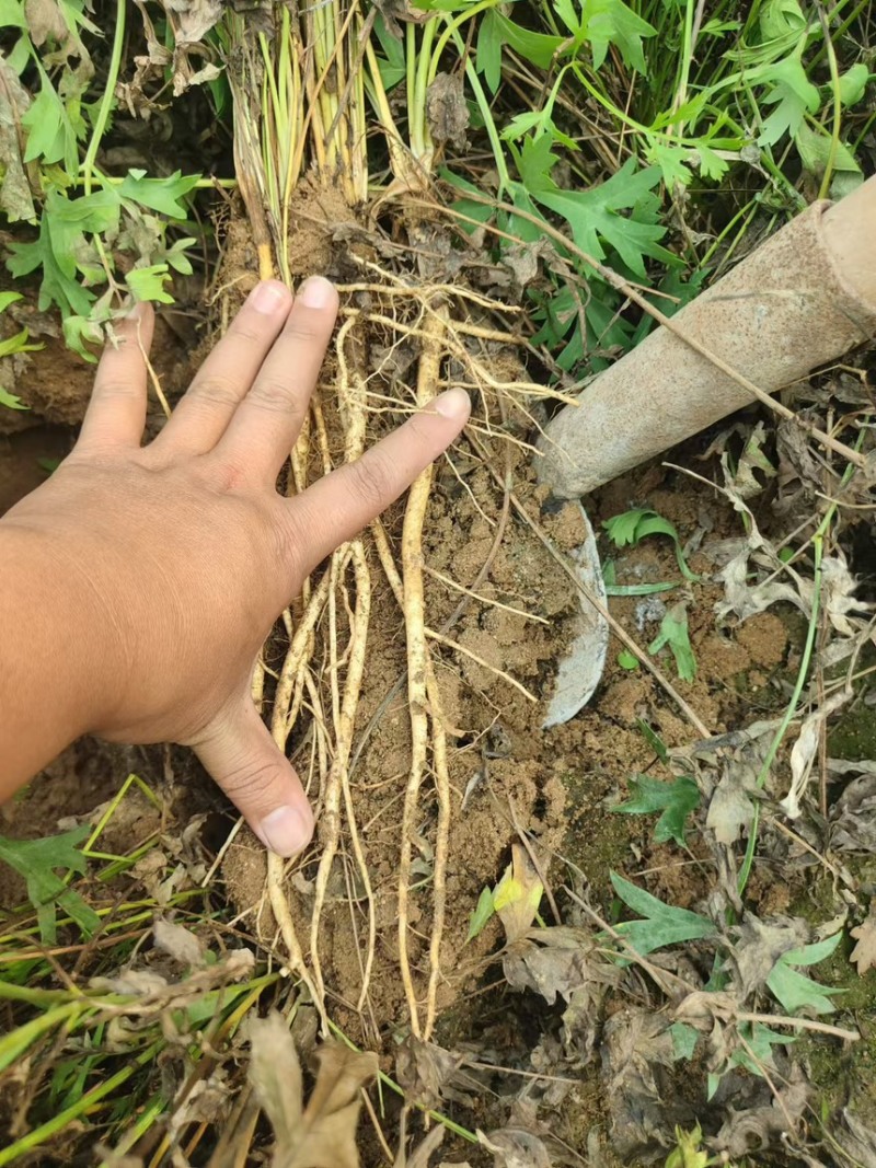 防风药材大规模种植基地大量出售优质药材根
