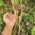 防风药材大规模种植基地大量出售优质药材根
