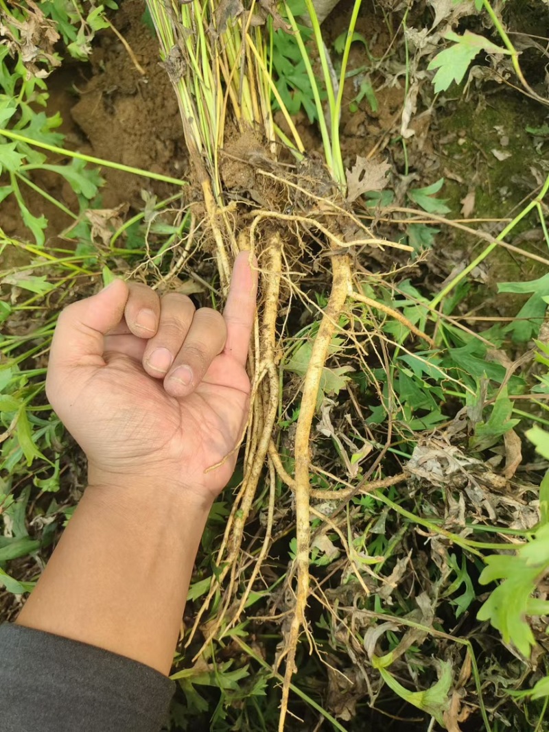 防风药材大规模种植基地大量出售优质药材根
