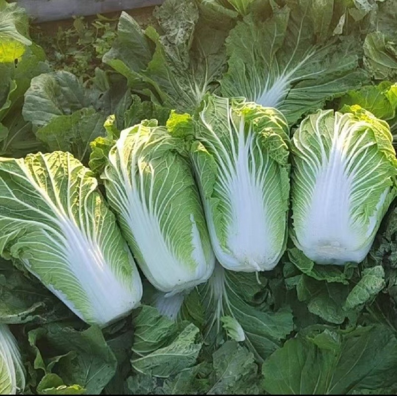 精品白菜产地直发，诚信经营，可视频看货，欢迎客商来电