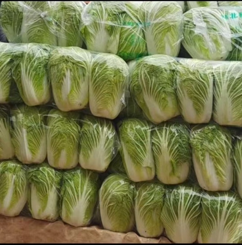 精品白菜产地直发，诚信经营，可视频看货，欢迎客商来电