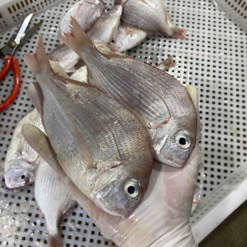 冰鲜海鱼真鲷鱼北海真绸鱼