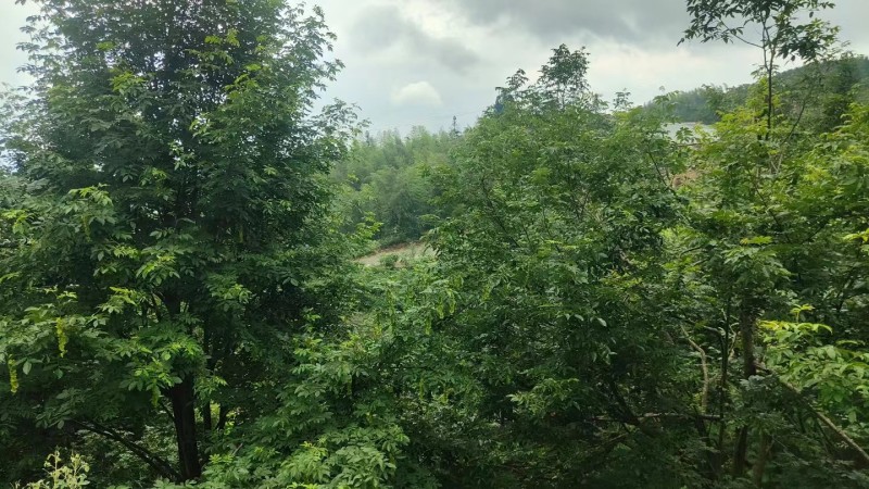 野生青钱柳原叶茶叶原产地货源持久留香一件可发