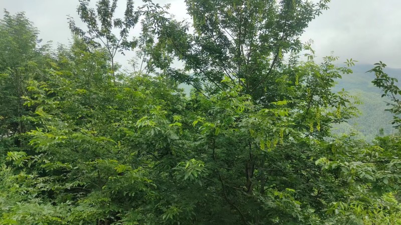 野生青钱柳原叶茶叶原产地货源持久留香一件可发