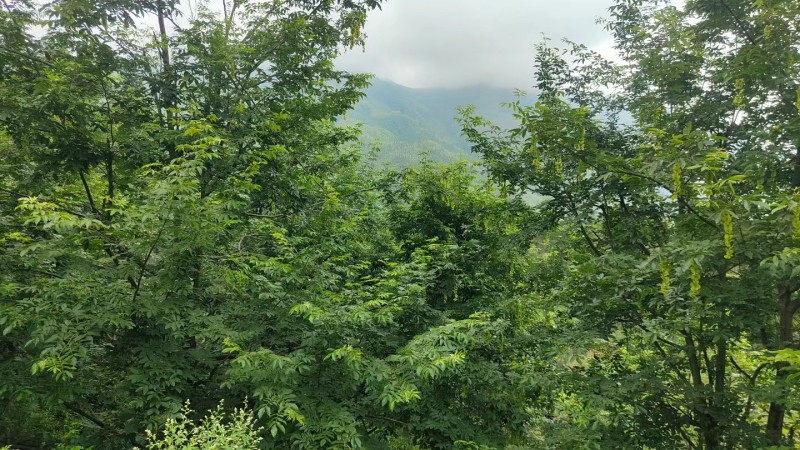 野生青钱柳原叶茶叶原产地货源持久留香一件可发