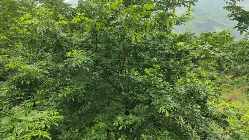野生青钱柳原叶茶叶原产地货源持久留香一件可发