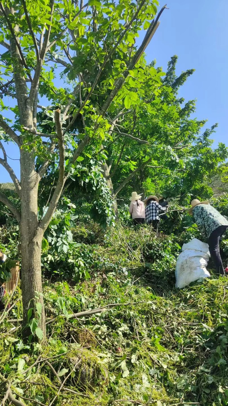 野生青钱柳原叶茶叶原产地货源持久留香一件可发