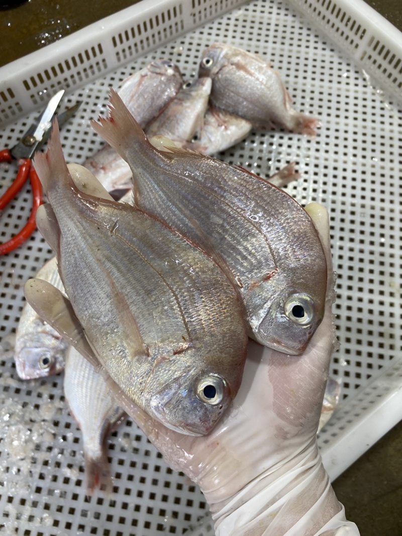 冰鲜海鱼真鲷鱼北海真绸鱼