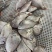 冰鲜海鱼真鲷鱼北海真绸鱼